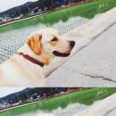 도그싸롱 이미지