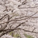 동원아파트경로당 | [부산 벚꽃 명소] 나만 알고 싶은 숨은 핫플, 북구 만덕 덕천천 벚꽃길 (동원아파트 앞)