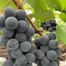 보령농장 이미지