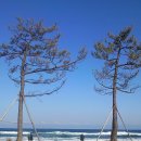 바다엔소나무 이미지