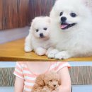 홈펫동물병원 한국경제TV