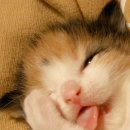 야옹야옹 이미지