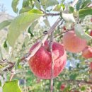 소망농장 | 문경 사과 부사 5kg 10kg 하늘소망농원 신선도 직접 확인한 후기