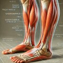 경근학회 교육 후기 Soleus (가자미근) 트리거포인트 TP