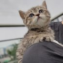 대구펫 강아지분양 고양이분양 이미지