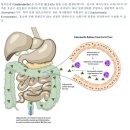 장내세균 불균형(intestinal dysbiosis) 평가를 위한 기능의학적 검사 이미지