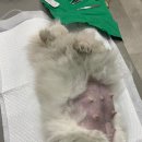 온 동물의료센터 이미지