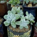 새울산제통의원 이미지