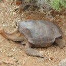 원산마을(술인방) | 四字成語 총정리 <ㅂ> 369 복황지계~본능이론