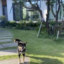 큰코지아침 이미지