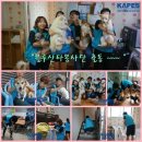 4년전 쉼터에서 kapes한국 동물보호 교육재단으로 입소한 아이들과 입양센터 아이들 근황입니다 이미지