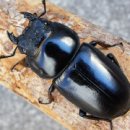 초미사슴 이미지