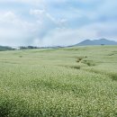 순광농장 Daum카페