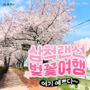 소달초교 | 짧은 만남만큼 아름다웠던 추억! 삼척벚꽃 랜선으로 다시 만나요![삼척 가볼만한곳]
