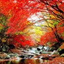 단풍세탁 이미지