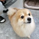 알팀도그