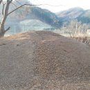 다래와 잣나무 이미지