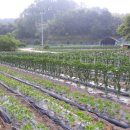 승배농장 이미지