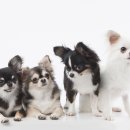 애완동물원 이미지