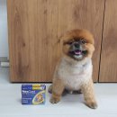 라비동물병원 | 방문 후기) 김포 운양동 라비 동물 병원에서 포메라니안 뭉치를 관리받게 되었어요. 상담 및 검사...