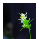 달꽃 이미지