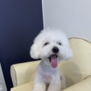 애견샵 컬리독 이미지