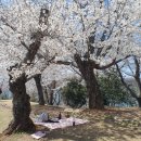 용남중학교 | 🌸사천 선진리성 벚꽃 구경🌸 사천 피크닉 데이트 하기 좋은 곳