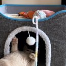 발라당냥 이미지