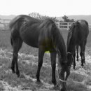 은석목장 이미지