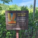 메타쉐콰이어 길 이미지