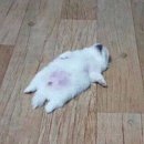 점점 Daum카페