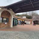 봄꽃힐링투어 | 세종 베어트리파크 봄꽃축제 후기 벚꽃 개화상태 및 볼거리 정리