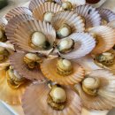 플랑크톤 컴퍼니 이미지