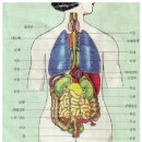 오장육부 이름과 위치 익히기 이미지