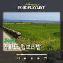 카페드센 | 제주 서쪽 가볼만한곳 가파도 청보리축제 배시간 청보리밭