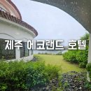 🌿자연을 닮은 하루, 제주 에코호텔 숙박기 + 뷔페 디너 후기