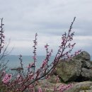 두송반도 이미지