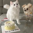 어화댕댕 | 양천구 강아지케이크 수제간식 어화댕댕 생일케이크 내돈내산