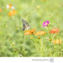 나비야놀자 이미지