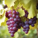 황금여인숙 이미지