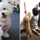 댕댕이푸드 이미지