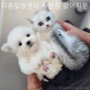 다온 입양센터 수원점 강아지분양 고양이분양 | 다온입양센터 수원점 강아지분양 고양이분양 건강한 강아지 분양으로 안심했던 이유