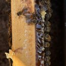 순수농장 이미지