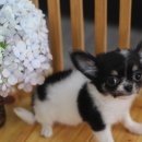 제주헬로우펫 이미지