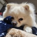 기운내 동물병원 이미지