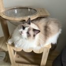 냥이네 목욕탕 이미지