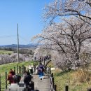운산목장 | 서산 벚꽃명소 한우목장 유기방가옥 운산손칼국수 맛집 내돈내산(4/8, 4월 둘째 주 벚꽃)