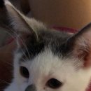 고양이입양소 이미지