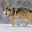 (주)북부덴탈 | 멕시코 늑대(Mexican wolf - C. l. baileyi)