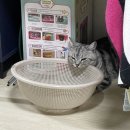 호동목장 | [임신일기] 23주차 기록(feat.입덧 시기와 증상)